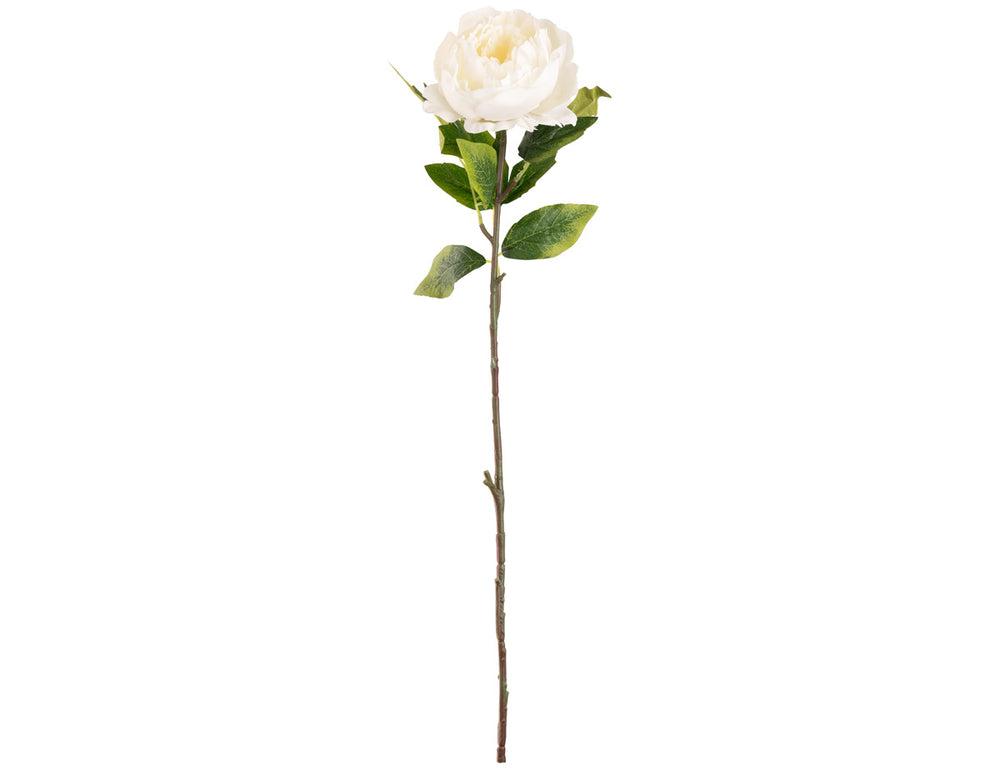 Aurora Peony x 1 White image 0
