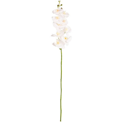 Phalaenopsis Orchid x 9 White image 0