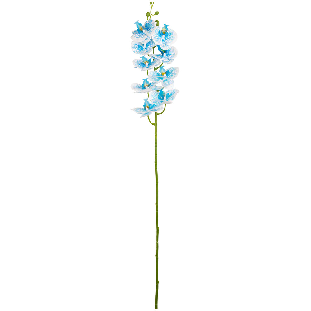 Phalaenopsis Orchid x 9 Wedgewood Blue image 0