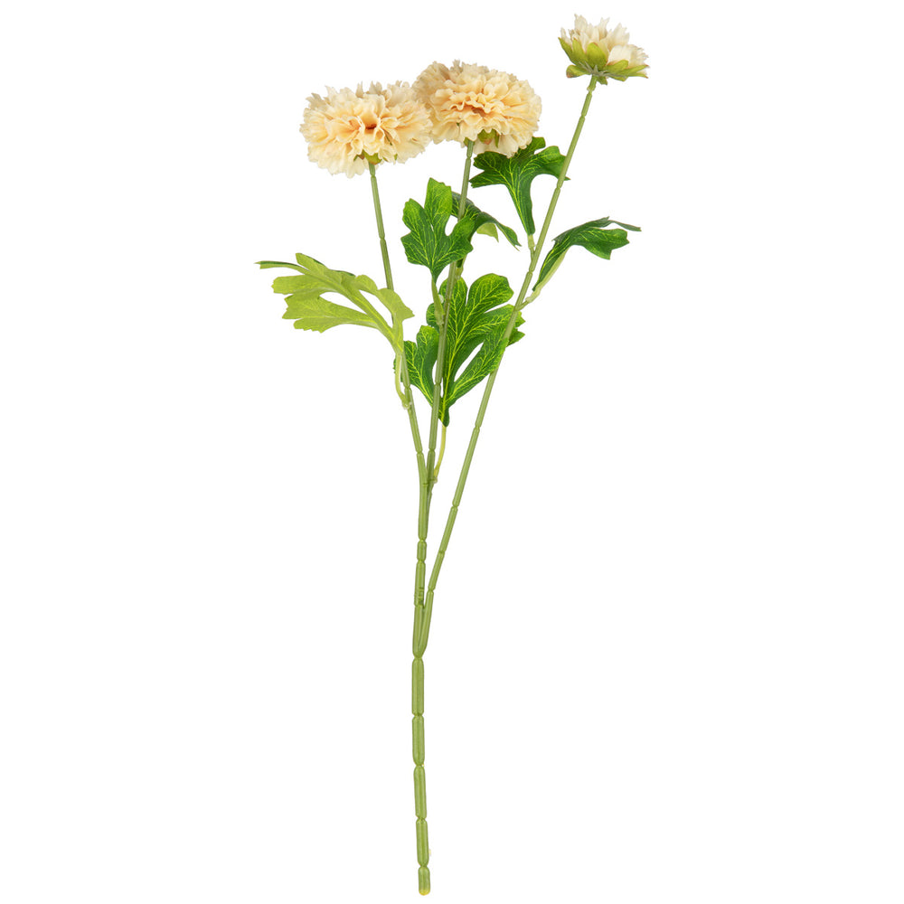 Oriental Aster Spray x 3 Champagne image 0