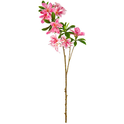 Rhodondendron Pink