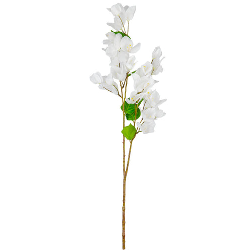 Bougainvillea White