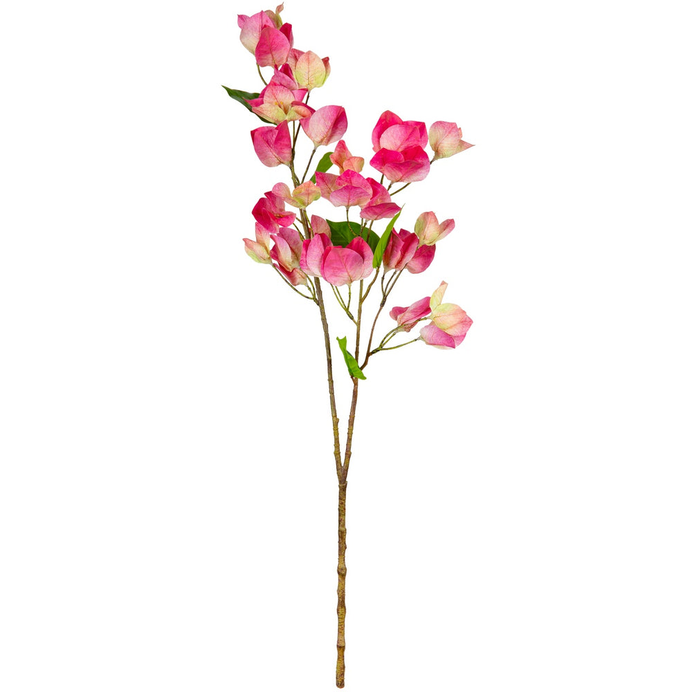 Bougainvillea Pink