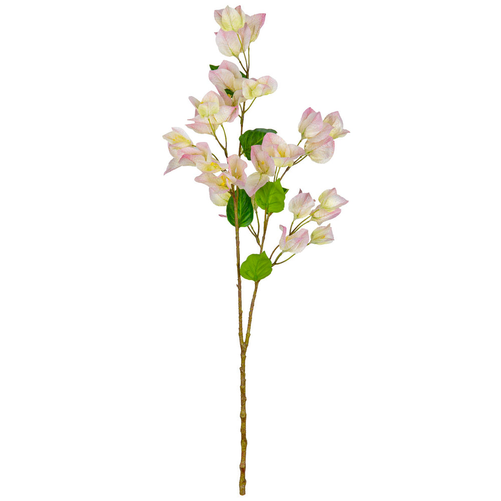 Bougainvillea Light Pink