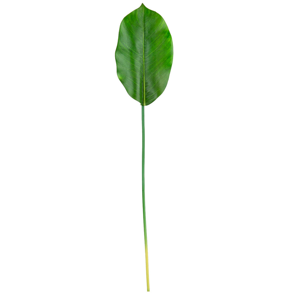 Rubber Tree Leaf Green