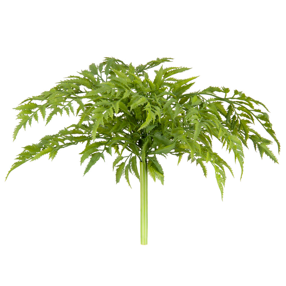 Japanese Parsley Bush Green