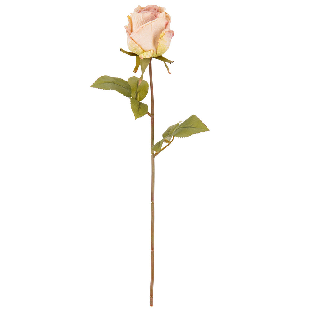 Dry Image Rose Rose Quartz image 0