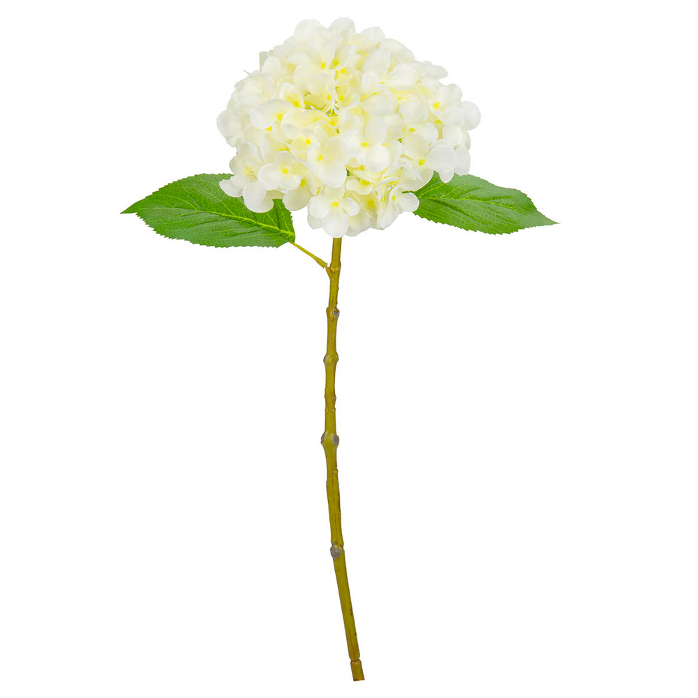 Small Head Hydrangea White image 0