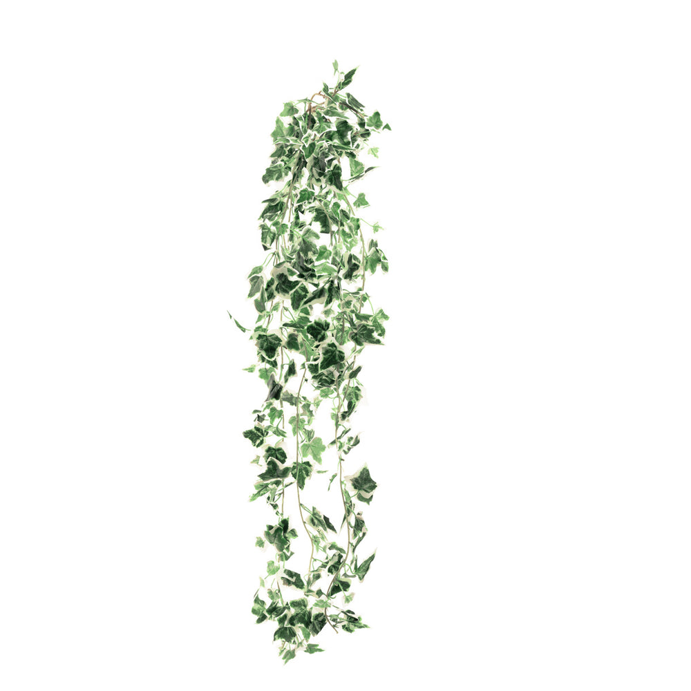 Hanging Ivy Bush Variegated image 0