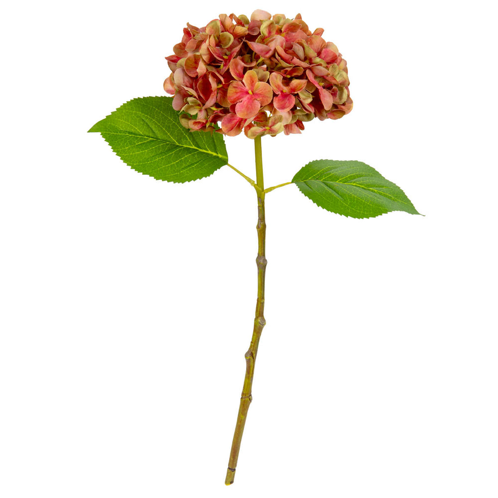 Small Head Hydrangea Two Tone Green/Pink image 0