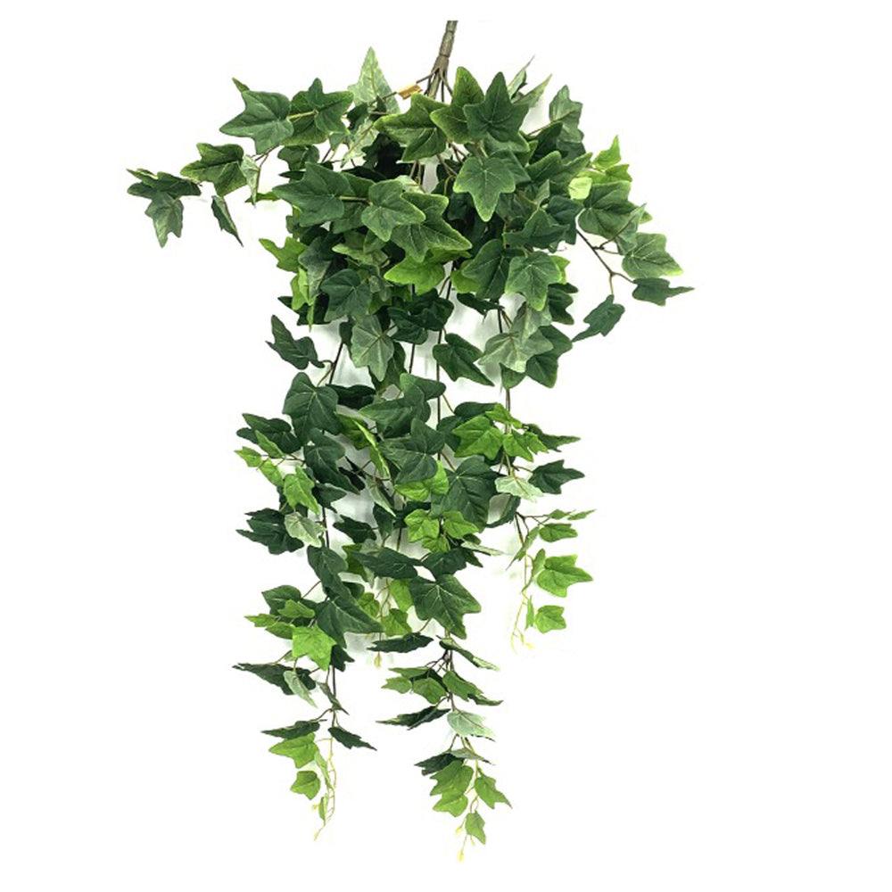 42" English Ivy Bush with 240 Leaves Green image 0