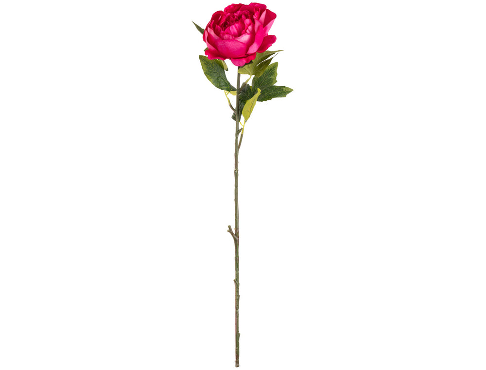 Aurora Peony x 1 Fuchsia Pink image 0