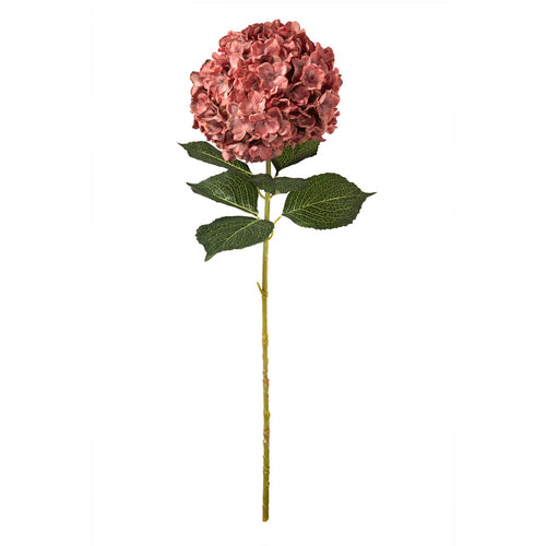 Large Head Hydrangea Vintage Rose image 0