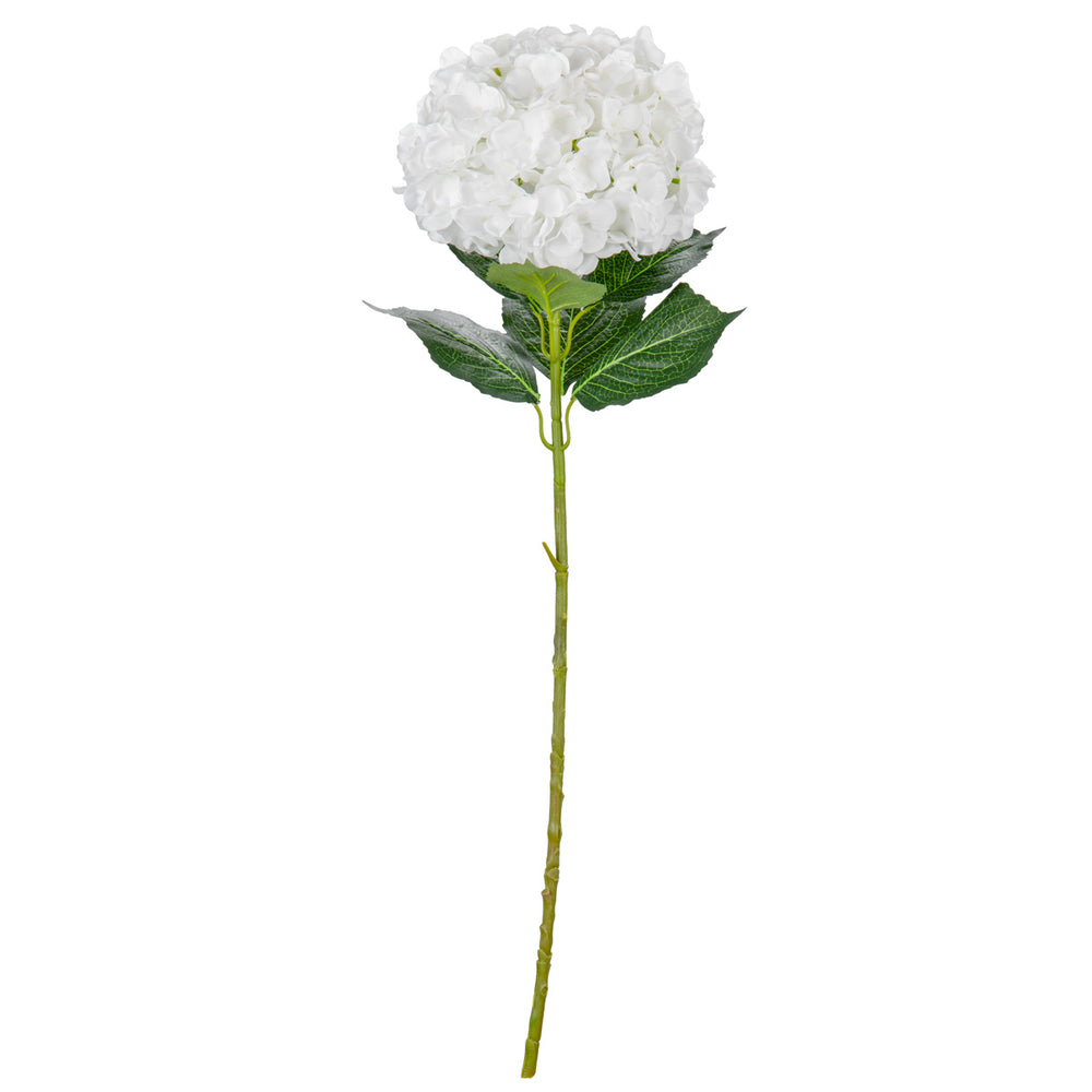 Large Head Hydrangea White image 0