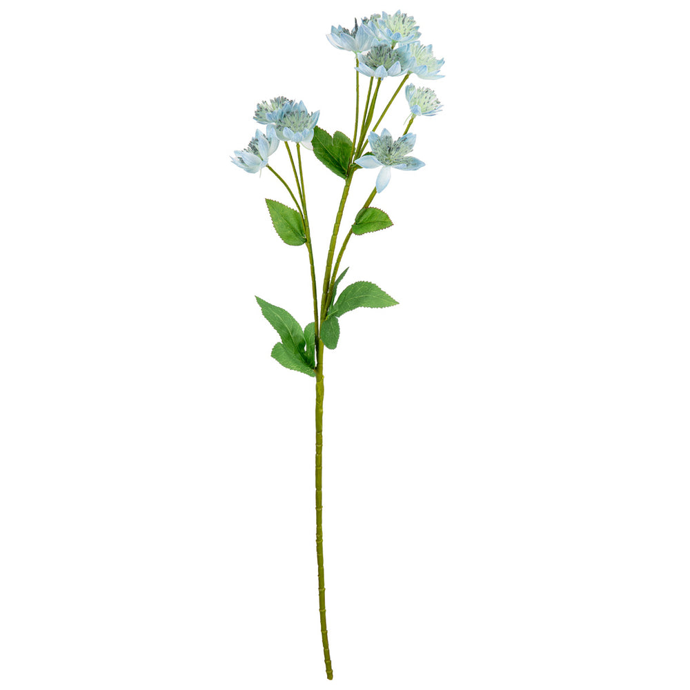 Astrantia Spray 61cm Blue image 0