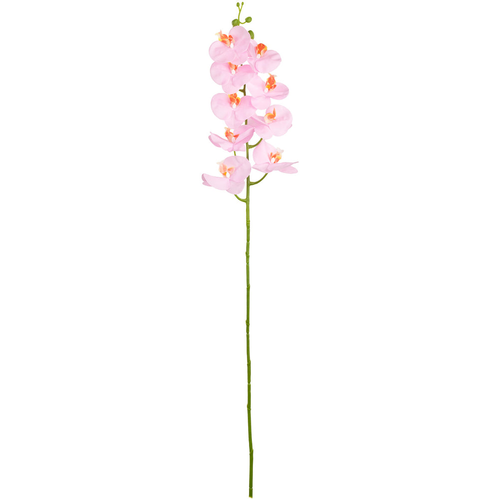Phalaenopsis Orchid x 9 Pink Cotton Candy image 0