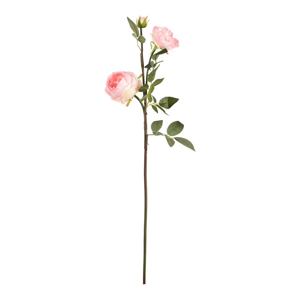 Elizabeth Garden Rose Spray x 3 Light Pink image 0