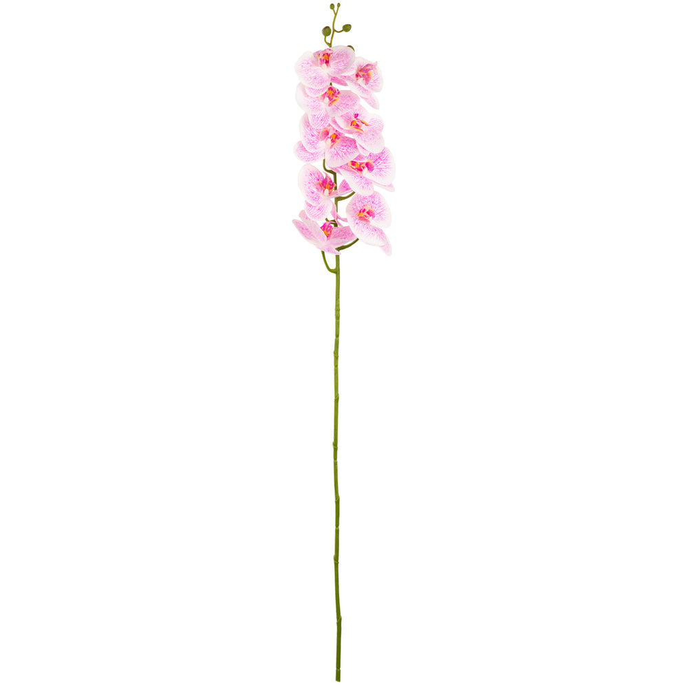 Phalaenopsis Orchid x 9 White Pink image 0