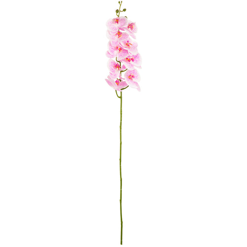 Phalaenopsis Orchid x 9 White Pink image 0