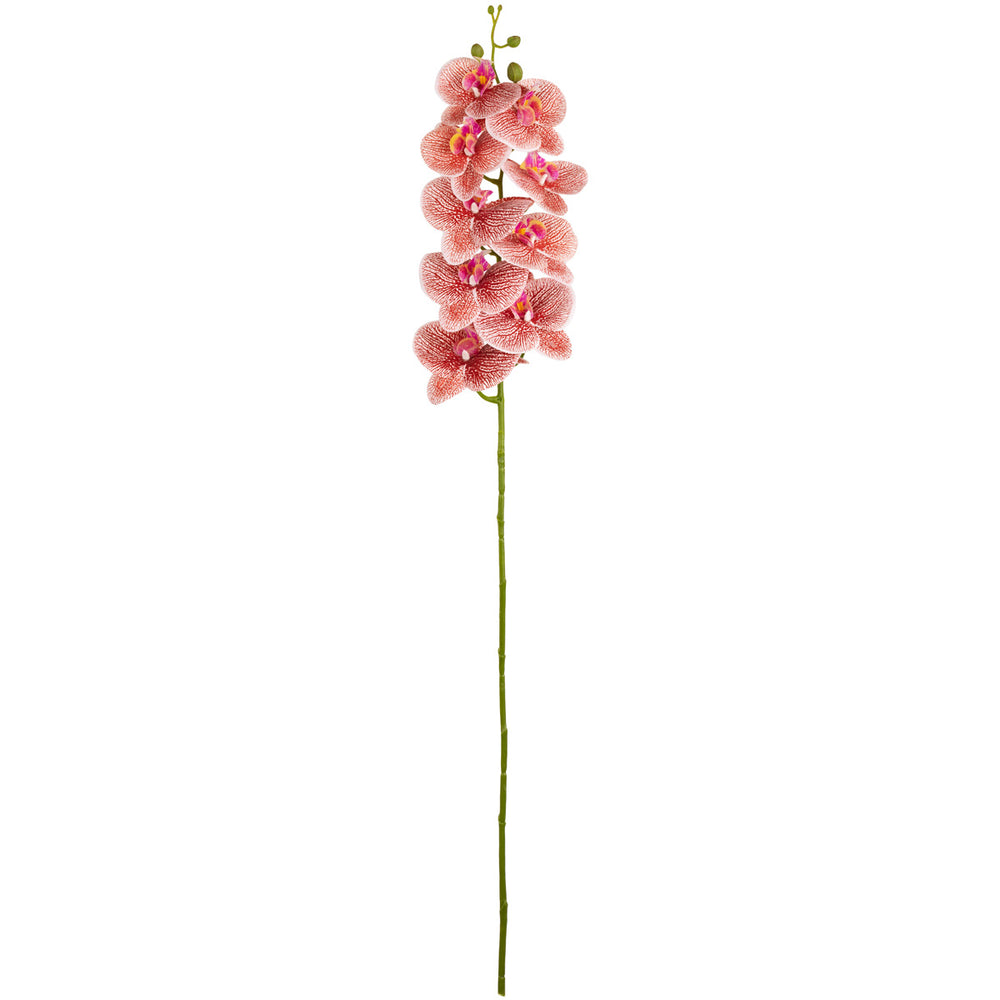 Phalaenopsis Orchid x 9 Raspberry Ripple image 0