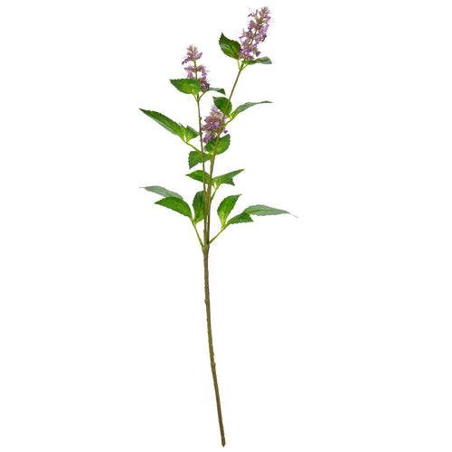 Pogostemon Spray x 3 Fuchsia Pink image 0