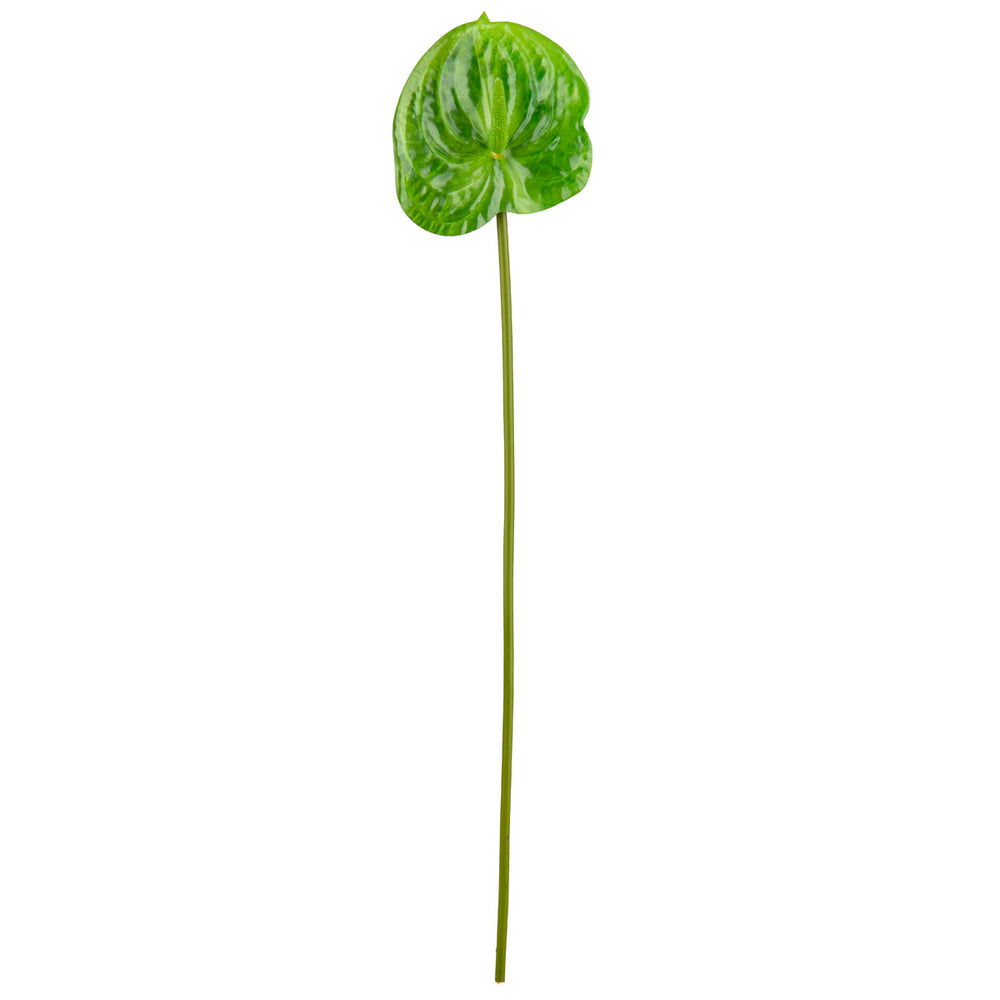 Anthurium Green