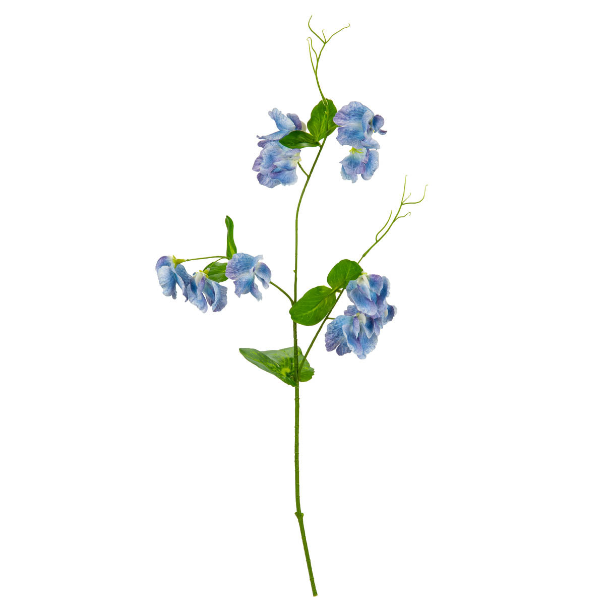 Sweet Pea Spray Blue image 0