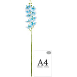 Phalaenopsis Orchid x 9 Wedgewood Blue image 1