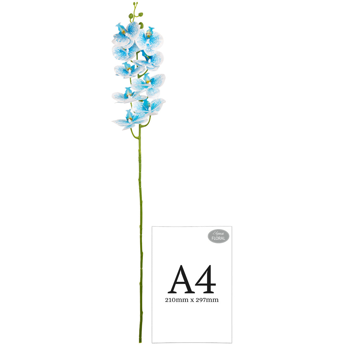 Phalaenopsis Orchid x 9 Wedgewood Blue image 1