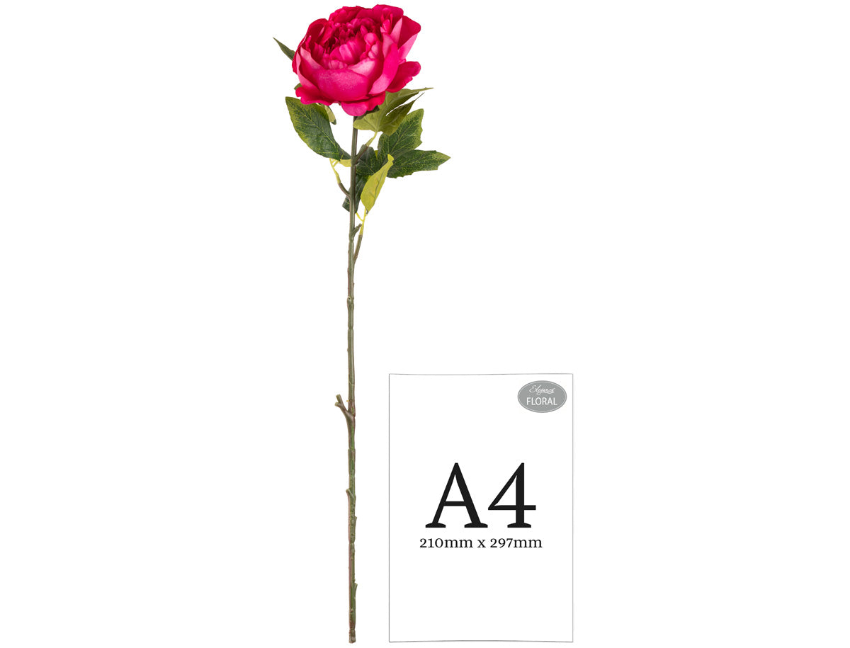 Aurora Peony x 1 Fuchsia Pink image 1
