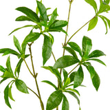 Japonica Leaf Green image 1