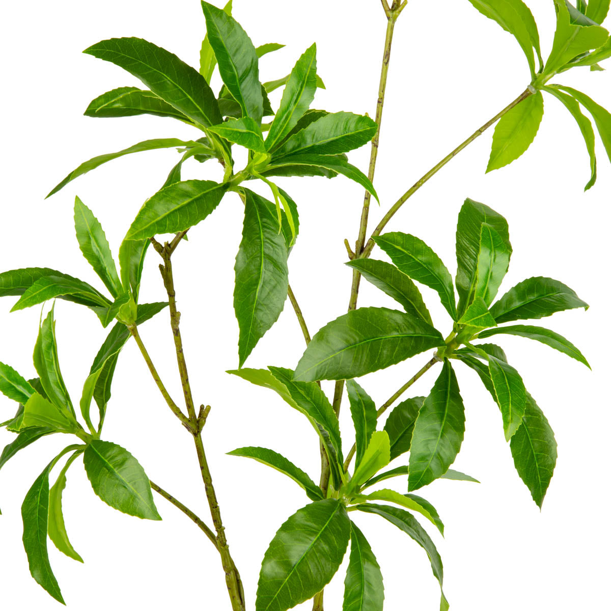 Japonica Leaf Green image 1
