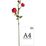 Elizabeth Garden Rose Spray x 3 Red image 1
