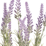 Lavender Bush x 12 Branches image 1