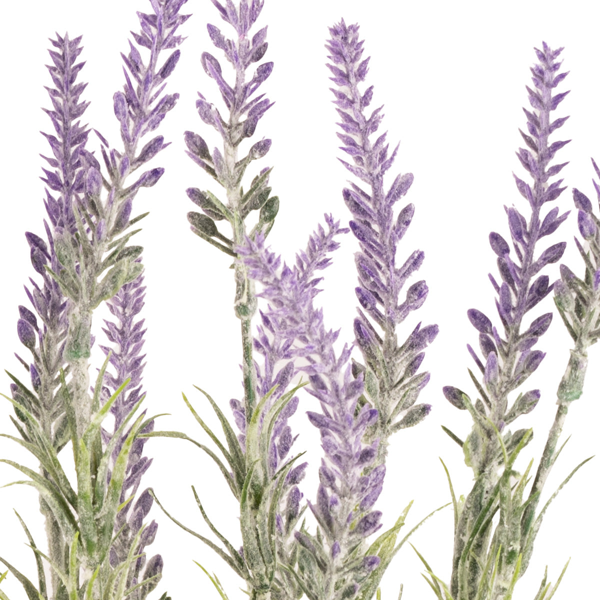 Lavender Bush x 12 Branches image 1