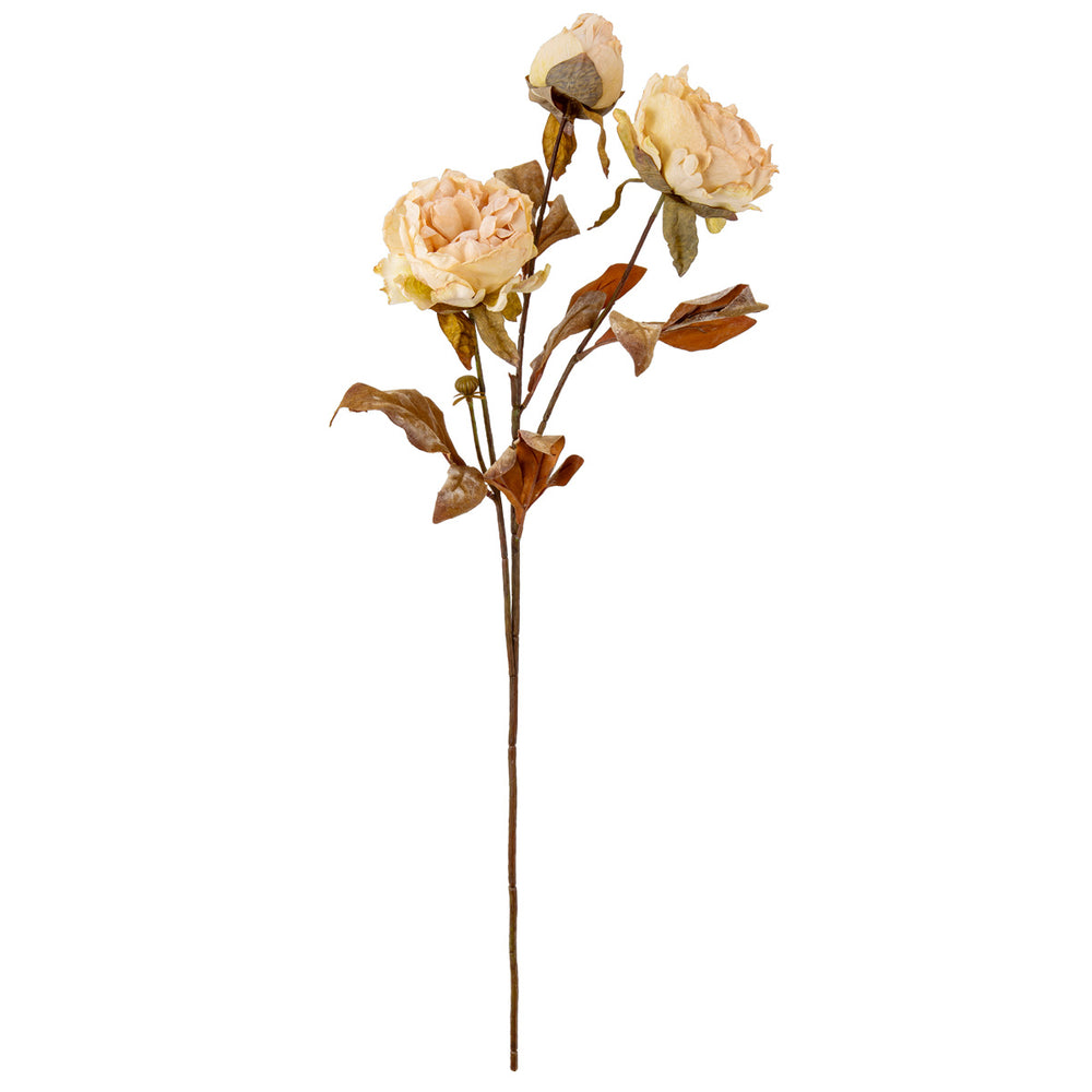 Dry Image Peony Almond Cream image 0