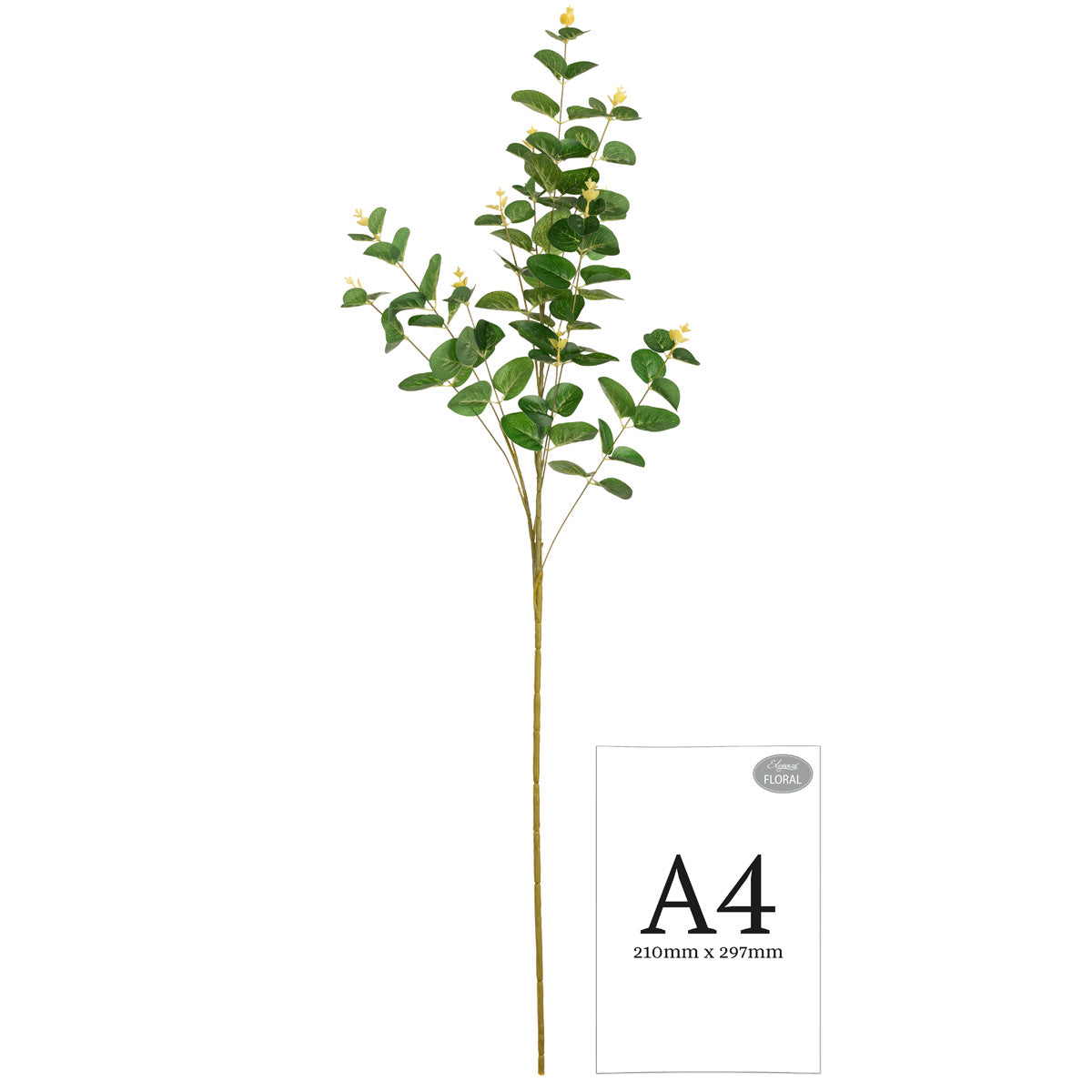 Eucalyptus Stem Dark Green image 1