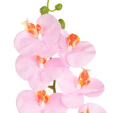 Phalaenopsis Orchid x 9 Pink Cotton Candy image 1