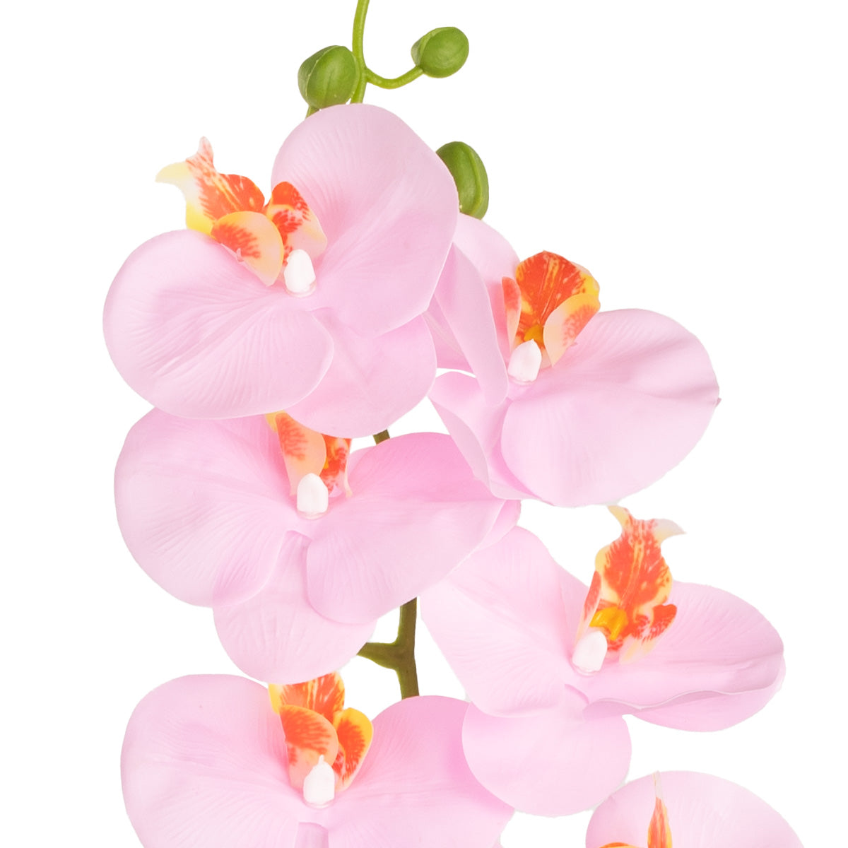 Phalaenopsis Orchid x 9 Pink Cotton Candy image 1