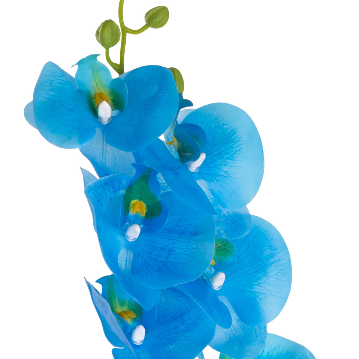 Phalaenopsis Orchid x 9 Bubblegum Blue image 1