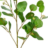 Eucalyptus leaf with fruit image 1