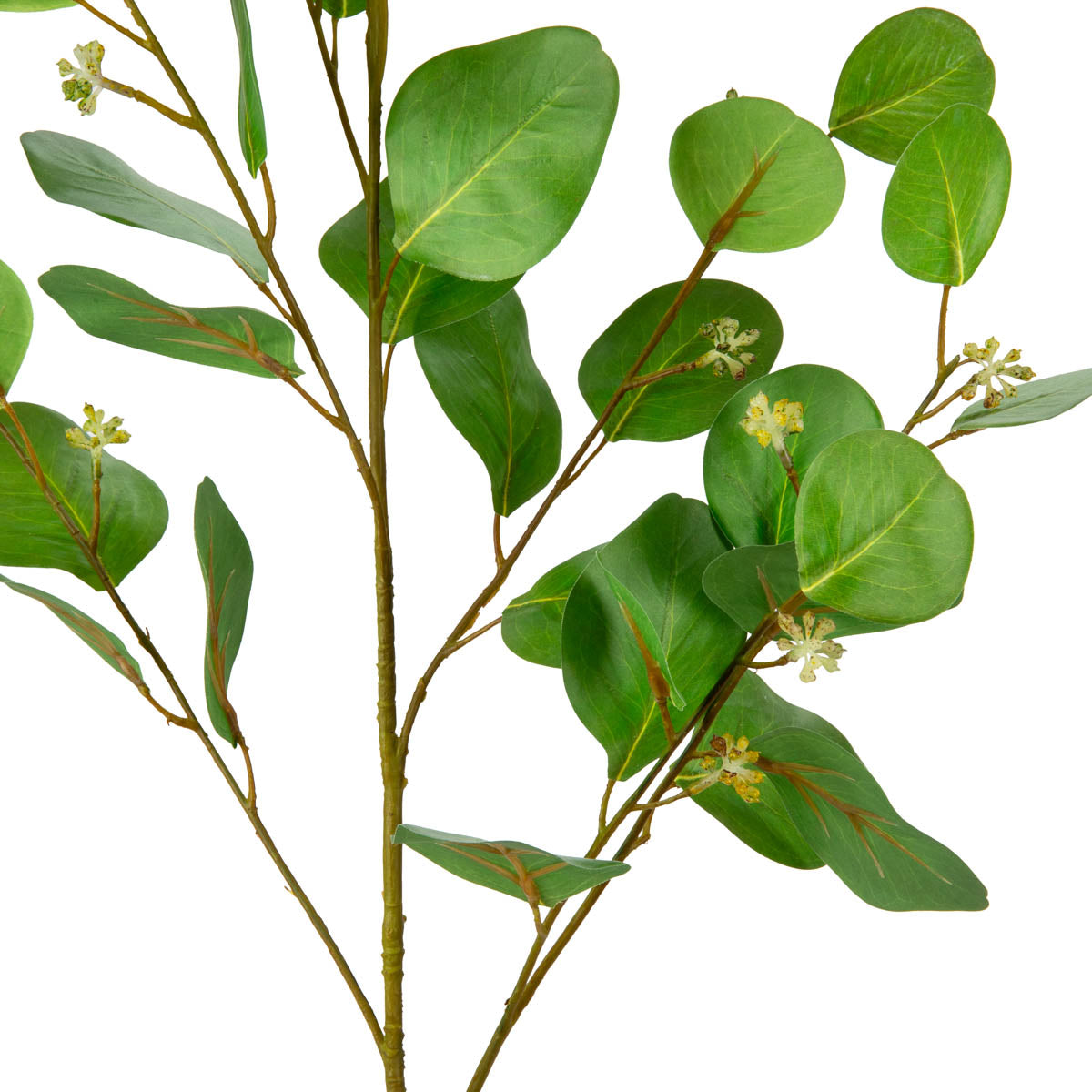 Eucalyptus leaf with fruit image 1