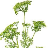 Lady Lace Spray Green image 1