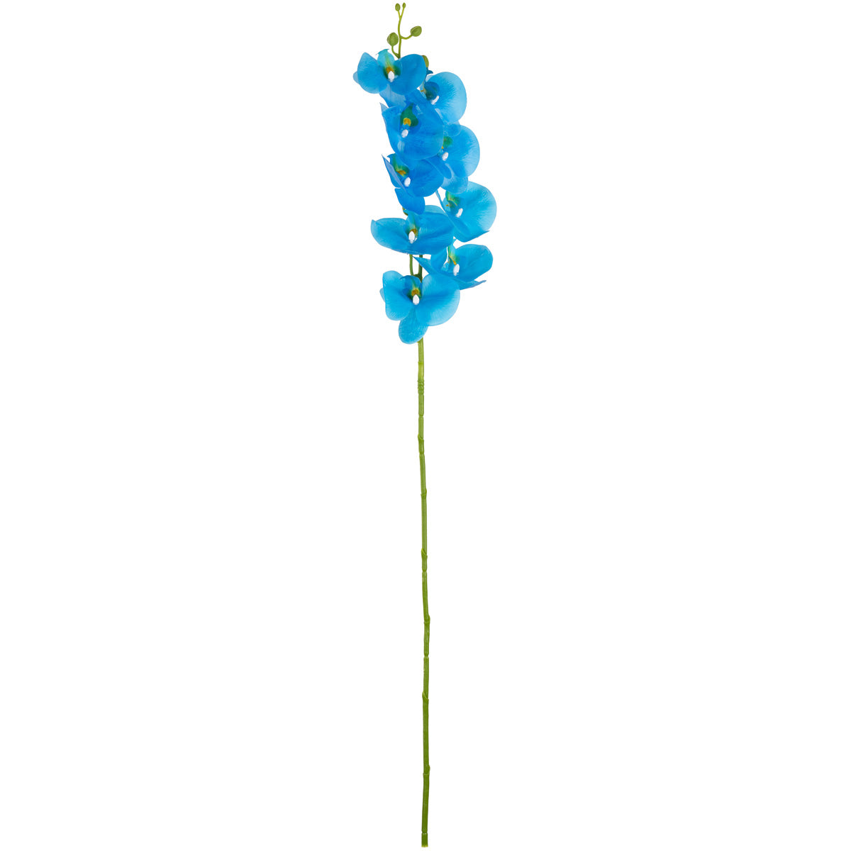 Phalaenopsis Orchid x 9 Bubblegum Blue image 0