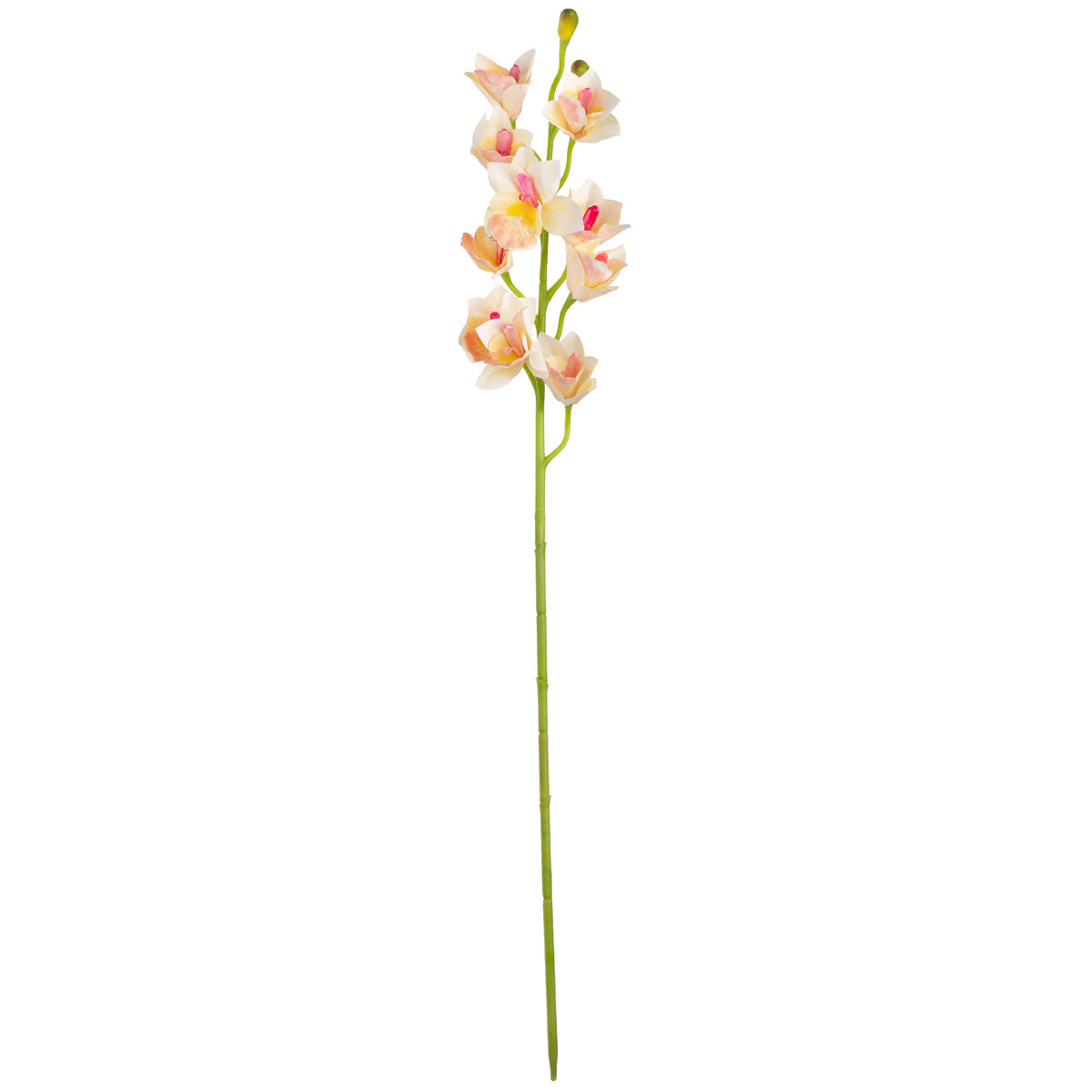 Cymbidium Orchid x 10 plus 2 buds Cream image 0