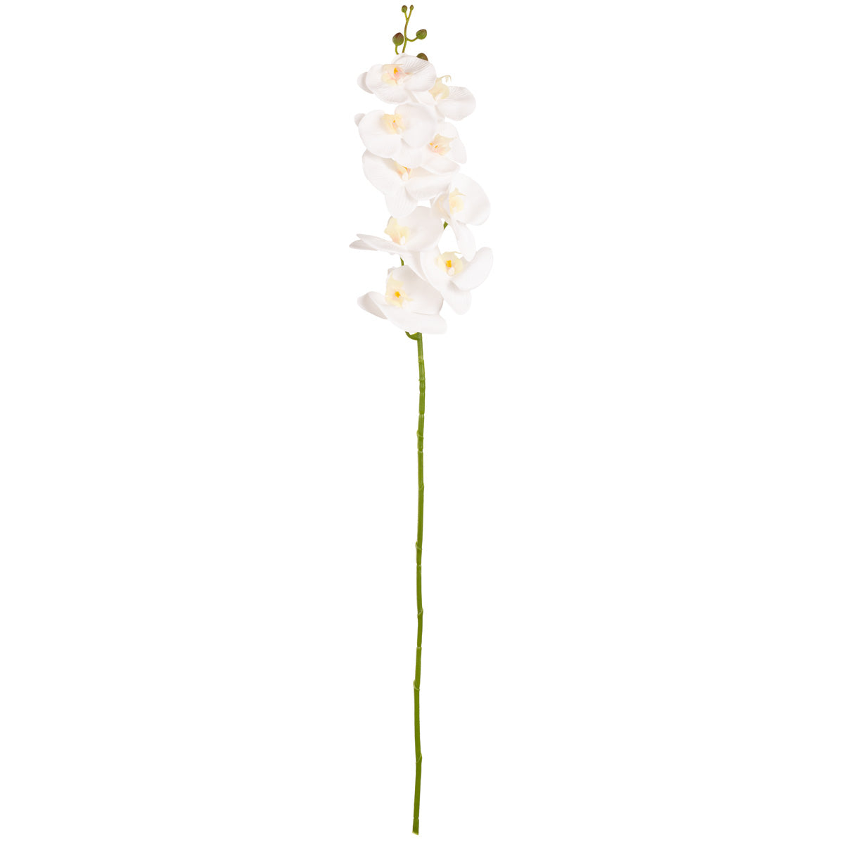 Phalaenopsis Orchid x 9 White image 0