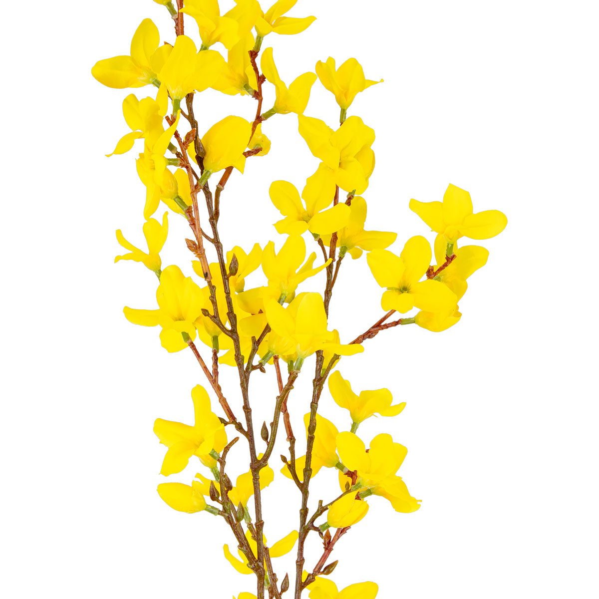 Forsythia Stem Yellow image 1