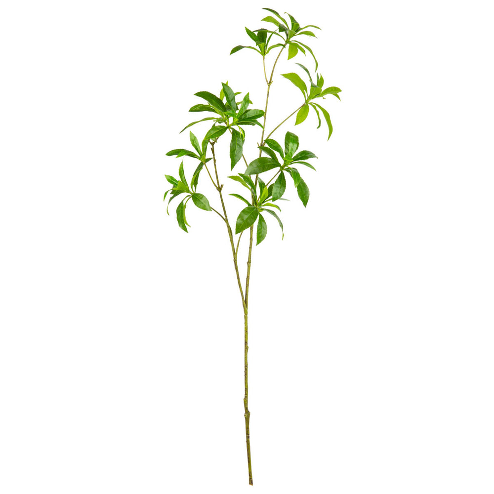 Japonica Leaf Green image 0