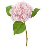 Small Head Hydrangea Light Pink image 1