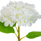 Small Head Hydrangea Pure White image 3